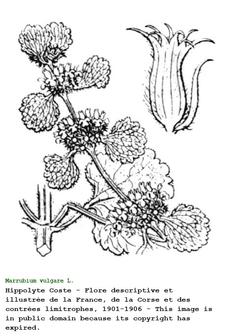 Marrubium vulgare L.
